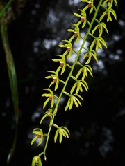 Coelogyne
