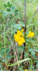 Lotus creticus