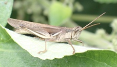 Stenocatantops splendens