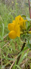 Lotus creticus