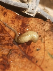 Eristalinus taeniops