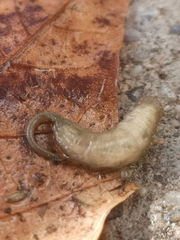 Eristalinus taeniops