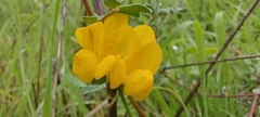 Lotus creticus