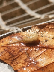 Eristalinus taeniops