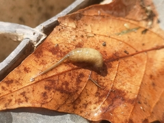 Eristalinus taeniops