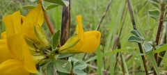Lotus creticus