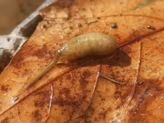 Eristalinus taeniops