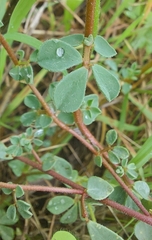 Lotus creticus
