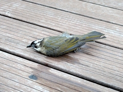 Pycnonotus sinensis sinensis