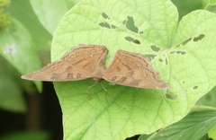 Junonia intermedia
