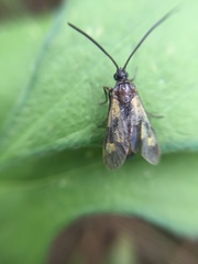 Balataea octomaculata