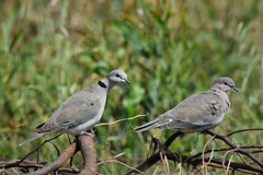 Streptopelia capicola