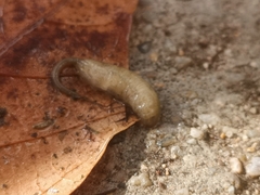 Eristalinus taeniops