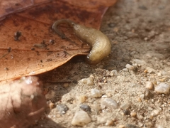 Eristalinus taeniops