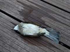 Pycnonotus sinensis sinensis