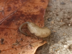 Eristalinus taeniops