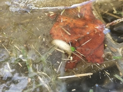 Eristalinus taeniops