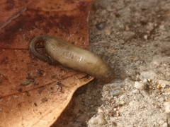 Eristalinus taeniops
