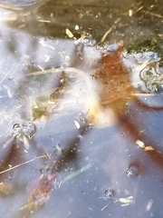 Eristalinus taeniops