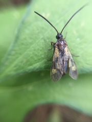 Balataea octomaculata