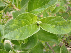 Vangueria infausta