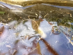 Eristalinus taeniops