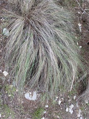 Muhlenbergia lindheimeri
