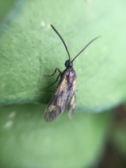 Balataea octomaculata
