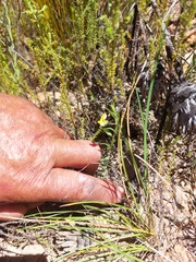 Crotalarieae