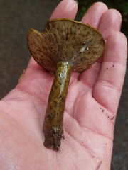 Lactarius olivaceoumbrinus