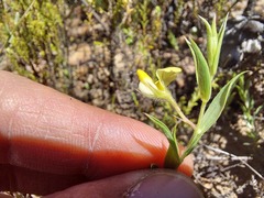 Crotalarieae