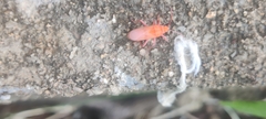Probergrothius sanguinolens