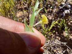 Crotalarieae