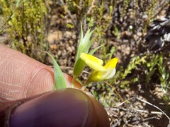 Crotalarieae