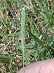 Phalaris angusta