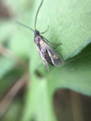 Balataea octomaculata