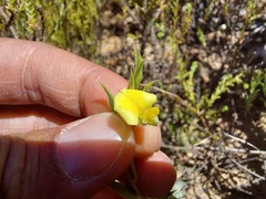 Crotalarieae