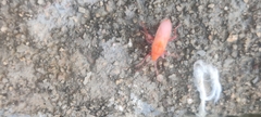 Probergrothius sanguinolens