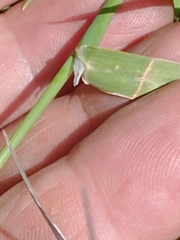 Phalaris angusta