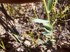 Crotalarieae