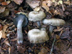 Craterellus cinereus