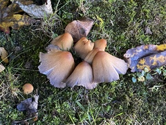 Fungi