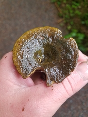 Lactarius olivaceoumbrinus