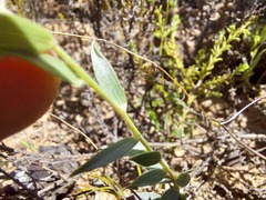 Crotalarieae