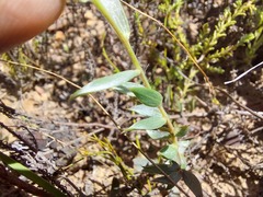 Crotalarieae
