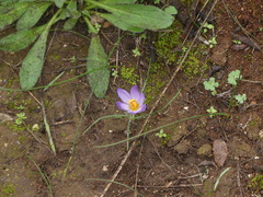 Crocus thomasii
