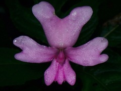 Impatiens kinabaluensis
