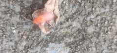 Probergrothius sanguinolens