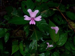 Impatiens kinabaluensis