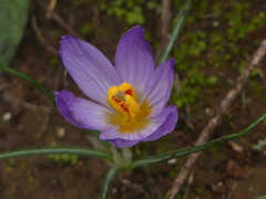 Crocus thomasii
